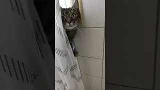 Воскресенье 26.05.24 Германия.Чай с Алисой🐈