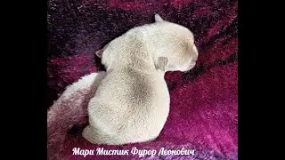 #ИЗАБЕЛЛОВОГО_ОКРАСА_щенок_чихуахуа Мари Мистик Фурор от Леона #купитьчихуахуапродам  89215950848