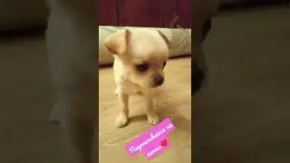 #mila #dog #motivation #reels #moscow #russia #shorts #москва #красота  ПОДПИСЫВАЙСЯ НА КАНАЛ!❤️