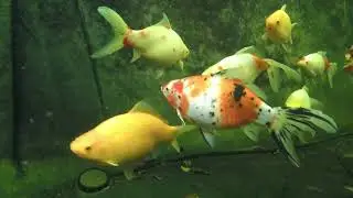 Pond - Underwater Fatties