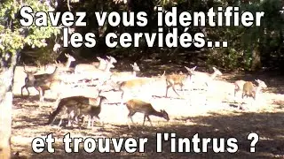 Savez vous identifier les cervidés... et trouver l'intrus ?