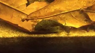 Ancistrus sp. L393