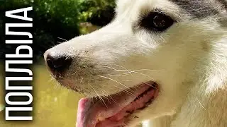 хаски Капелла поплыла!