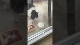 Приручаем кошку! День 9.