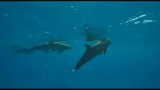 Musicmaker 2020 - Dolphins