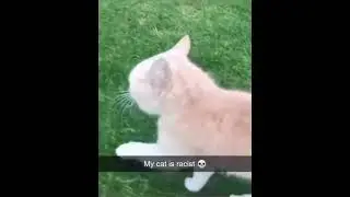 cat is racist 💀 #shorts #memes #meme