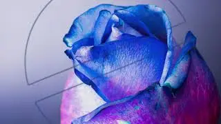 OUTSHADES & WCKiD - Do You Feel Me (feat. Faithroze) [No Copyright]