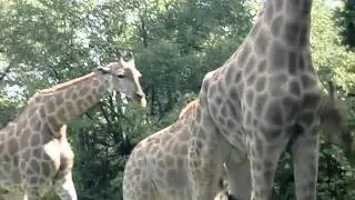 webster's giraffes