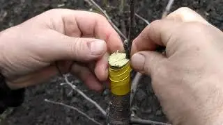 ПРИВИВКА ЯБЛОНИ МАРИУПОЛЬ 12 04 2021
