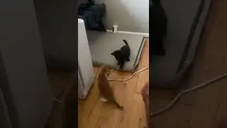 Cat Dancer toy
