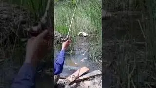 Viral!!! Ngesting Gabus Versi Ngentul ft Angler Tamban #ngestinggabus #ngentul #angler #jos #viral