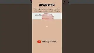 Brainstem