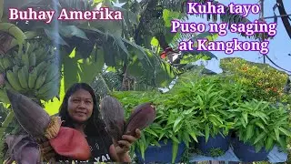 Harvest today: Puso ng saging at kangkong
