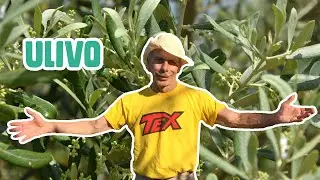 GIOVA LOVES NATURE 🌳 - Ep.8 - L'ULIVO, il più saggio degli alberi