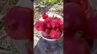 Урожай граната 2022