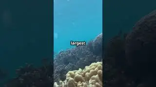 AMAZING FACTS ABOUT INDIAN OCEAN || #facts #trending #history #viralvideo #new #trend #shorts #YT