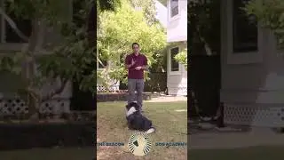 Perfecting the Recall Command | The Beacon Dog Academy