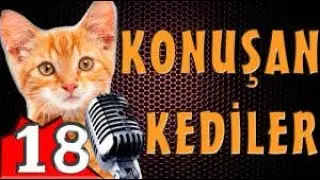 Pisicik TV - Konuşan Kediler 18 - En Komik Kedi Videoları🐱‍👤