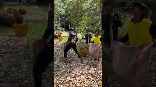 Худшая работа в мире: как поймать дуриан и остаться живым