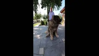 Titan, the largest Caucasian Shepherd, is now 11 years old. Happy Birthday!