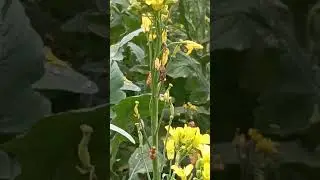 tu nhi to ye rut ye hwa kya kru#