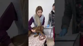 Ребенок стрелял в щенка… 
