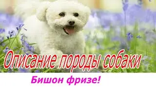 Бишон фризе описание породы собаки!