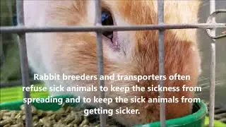 Pneumonia in Domestic Rabbits