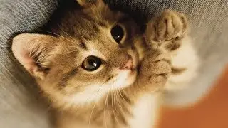 Ну и что что я псих?!)