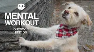 BRICK WALL TREAT HUNT - DIY Mental Workout for Dogs