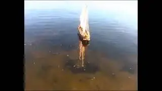 Дракон ( Dragon )