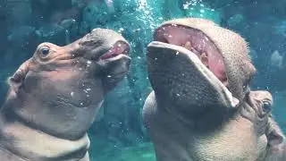 Fiona & Bibi