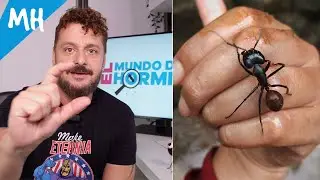 Criando a la Hormiga Gigante | Ha sido un éxito o he fracasado ? - Dinomyrmex gigas