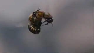 queen bees mate with drone bee