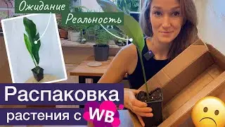 Распаковка растения с WB