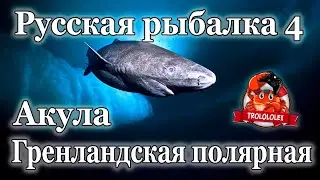 Русская рыбалка 4 Акула Гренлангдская полярная