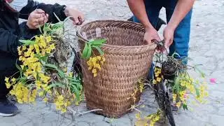 muag ob Txooj paj rau cob  trib 11 5oo kaum ib chawm tsib puas txhiab