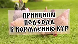 Мои принципы кормления кур для стабильной яйценоскости