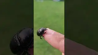 Bug 