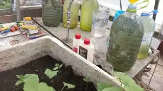 Продолжение эксперимента с мёдом и мясом в Пирамиде Александра Фатеевича