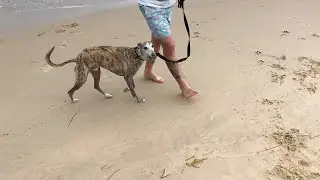 Whippets love the beach | Roscoe the whippet 🐶