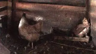 Курица кудахчет