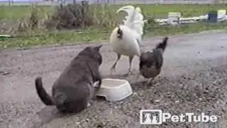 Playing Chicken with a Cat - PetTube