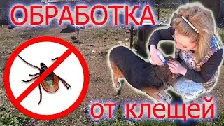 Клещи. Как обработать собаку от клещей.