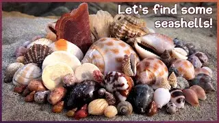 Finding Seashells in the Rock Pools | Amazing Cones and Bonnet Shells 
