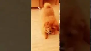 Щенок - попрыгунчик  Чау-чау Кира