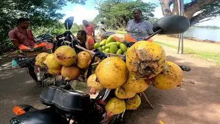 Pomegranate Business In Sri Lanka