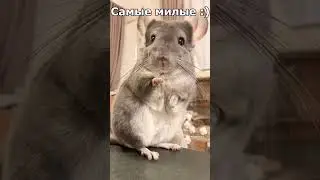 Самые милые :) #animals #животные #смешное_видео