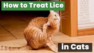 How to Treat Lice in Cats – The Ultimate Guide Every Pet Owner Needs!
