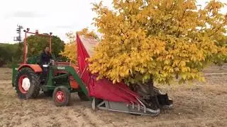 Ceviz Çırpma/Toplama Makinası- WAlnut Harvest in Turkey